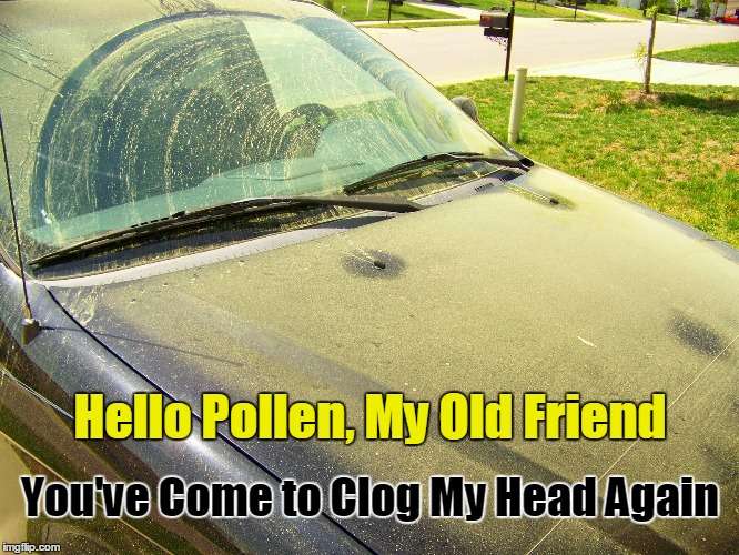 Pollen Season in Atlanta, Georgia