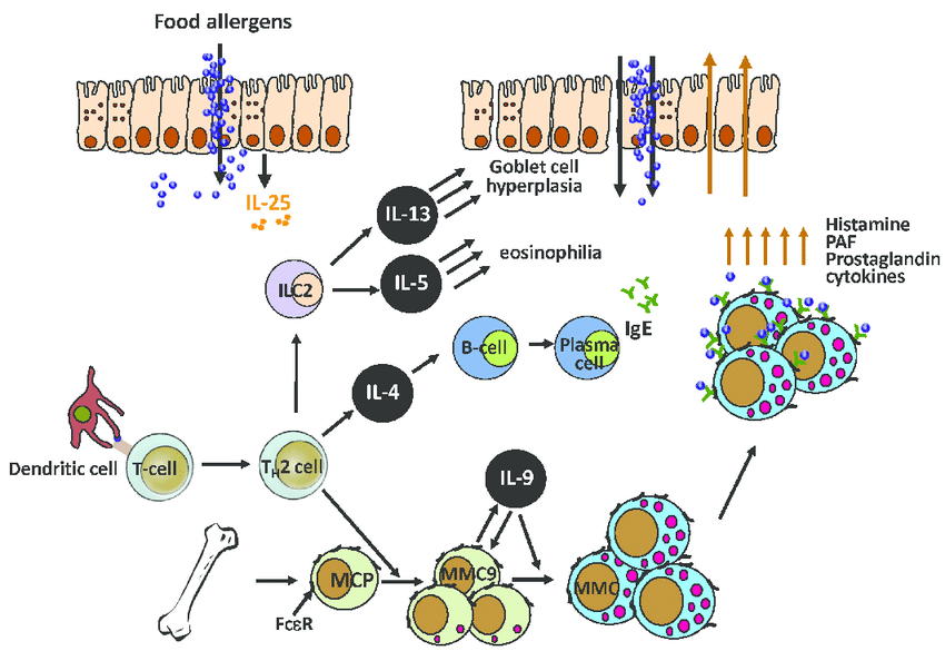 Potential immune mechanism of IgE