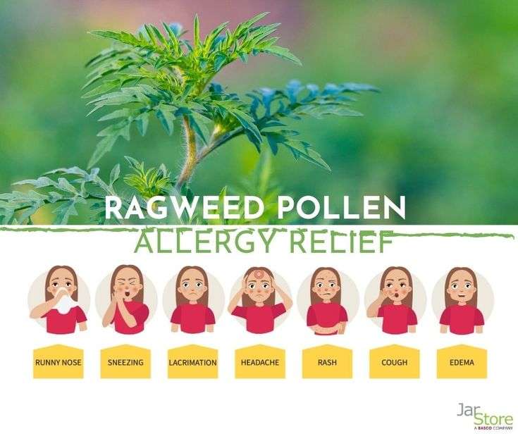 Ragweed Allergy Relief Inhalant in a Jar with Pumpkin Spice  Jar Store ...