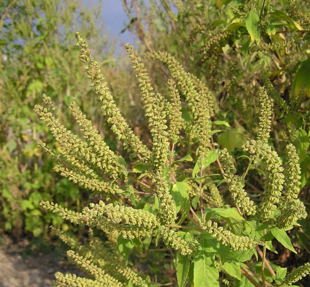 Ragweed and Fall Allergies