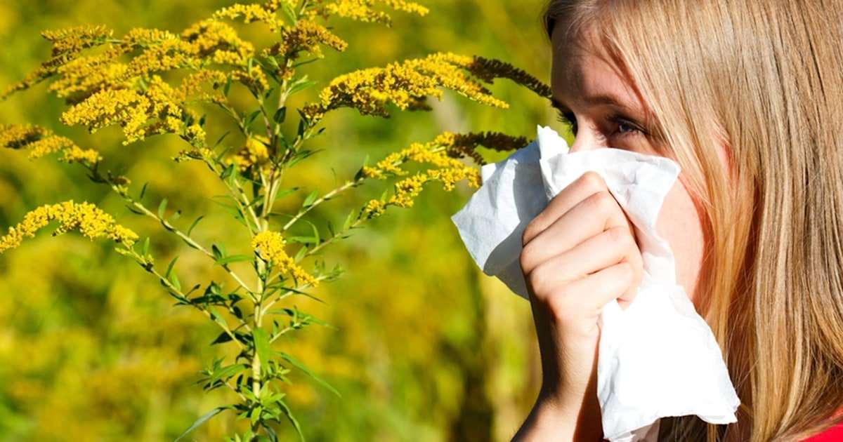 Ragweed, hay fever: Why fall allergies may become worse ...