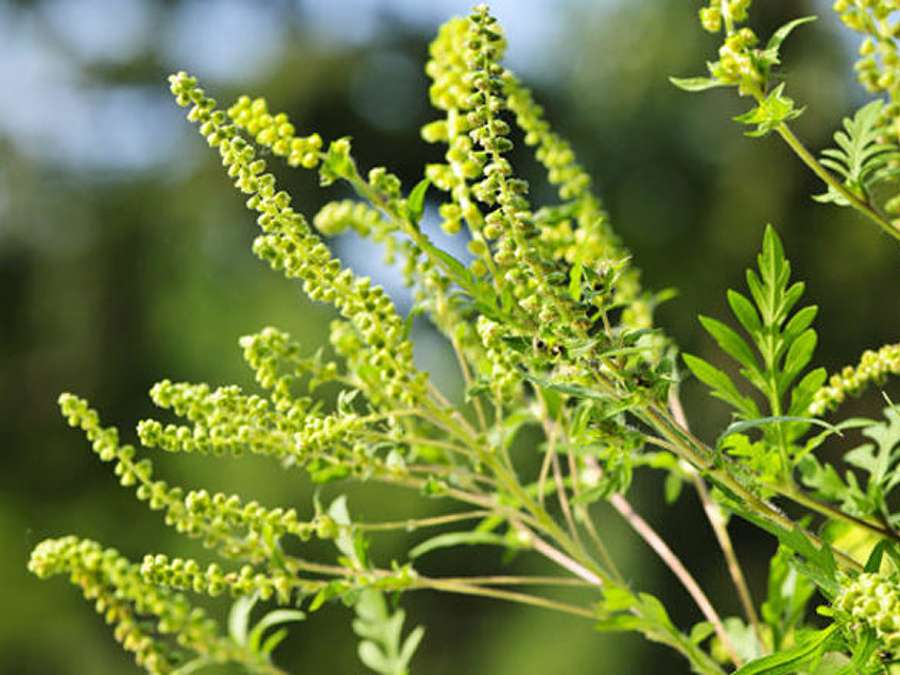 Ragweed is blooming, and that could mean bad news for allergy sufferers