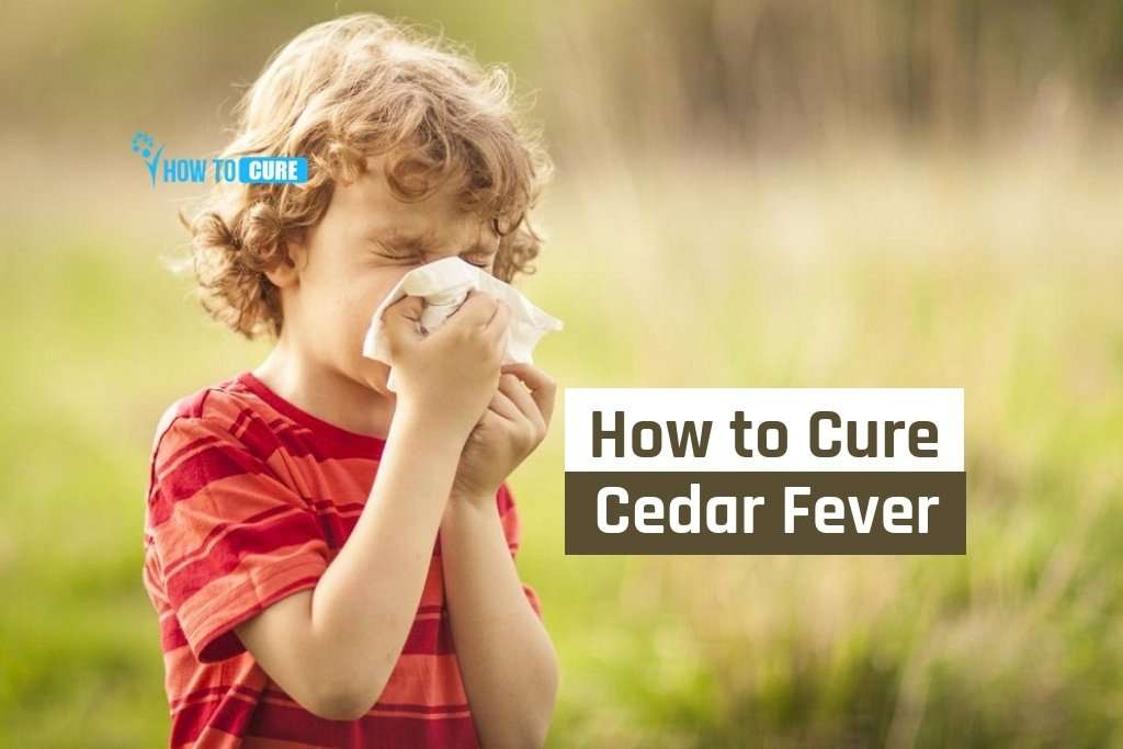 Remedies For Cedar Fever