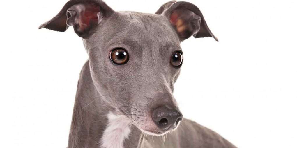 Scratch Dog or Not â Are Italian Greyhounds Hypoallergenic ...