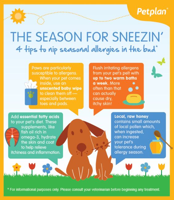 Seasonal allergies, Allergies and Pet insurance on Pinterest