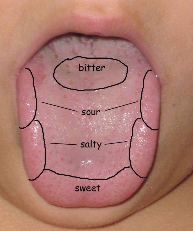 Sense of Taste / Tongue Map