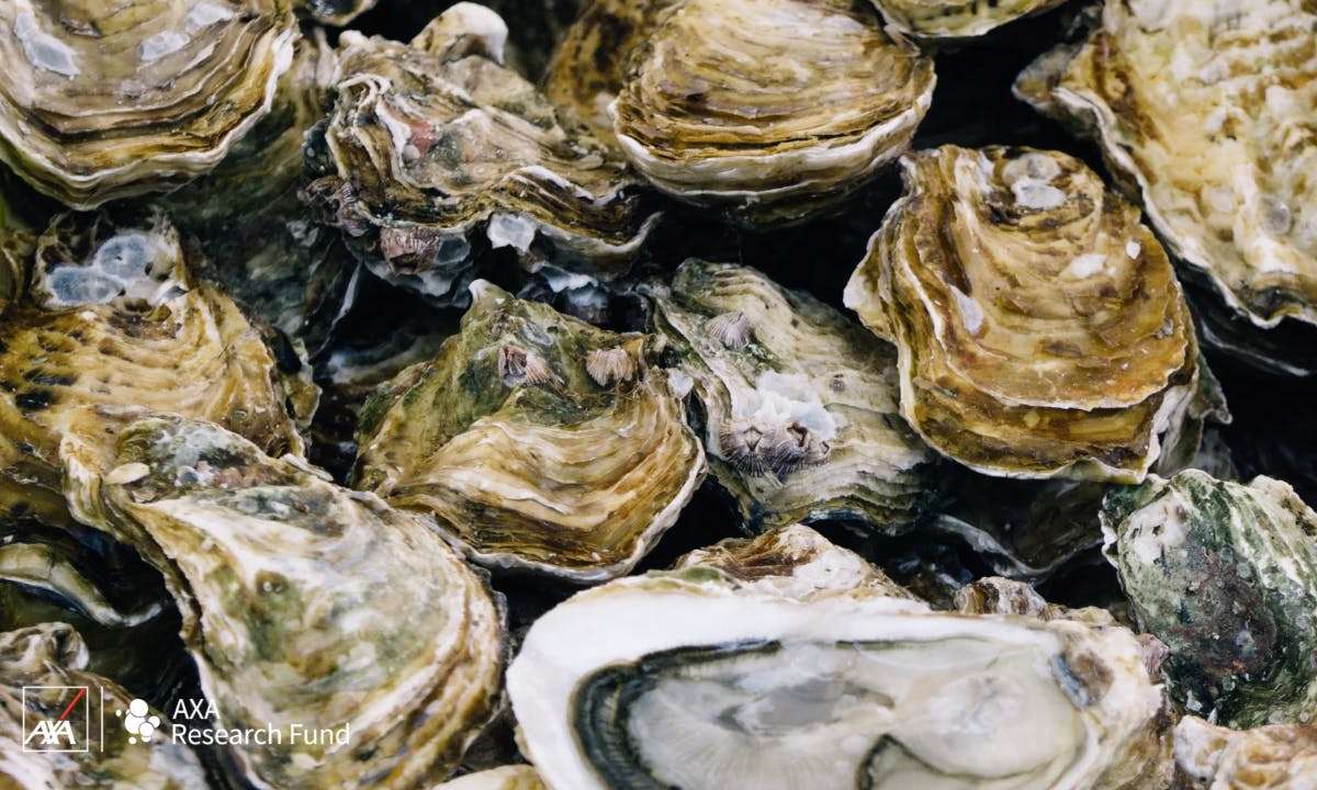 Shellfish allergies: can they be treated?