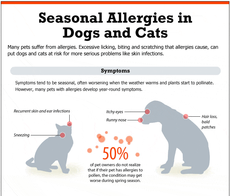 Signs My Dog Has Allergies