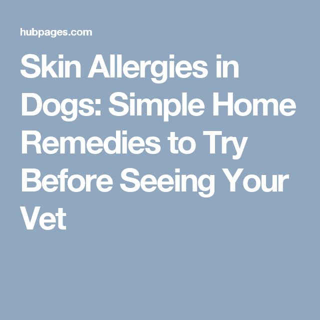 Skin Allergies in Dogs: Home Remedies to Try Before Seeing Your Vet ...