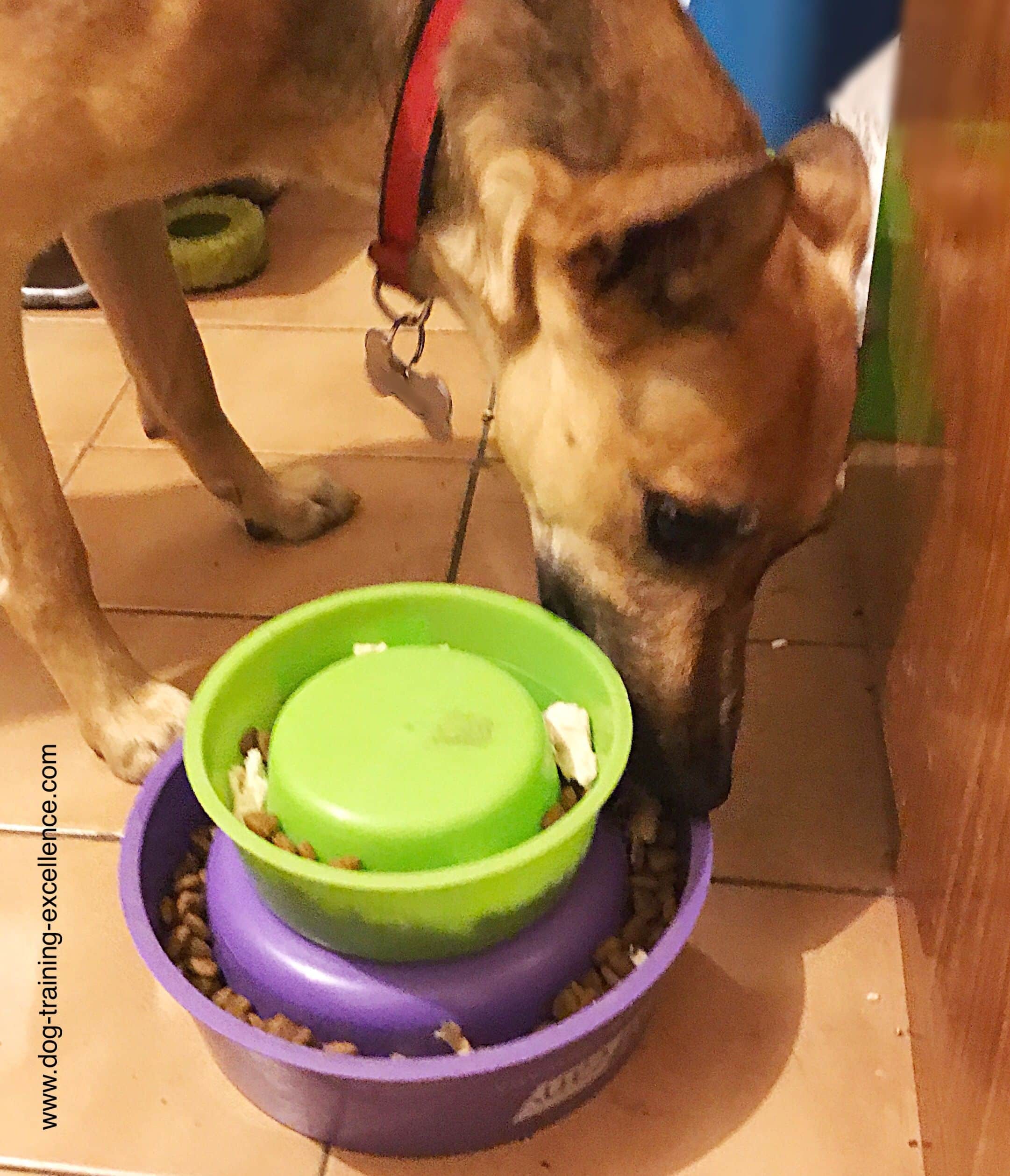 Slow Feed Dog Bowls and Toys: Fun ideas and best options https://www ...