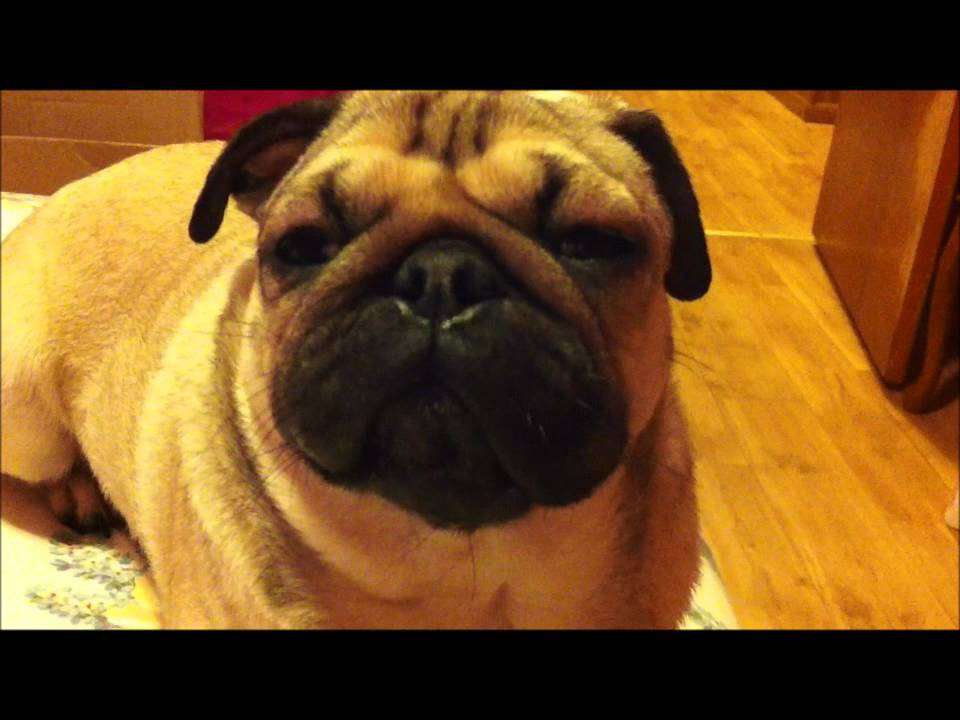 Sophie the pug has a bad allergy attack!