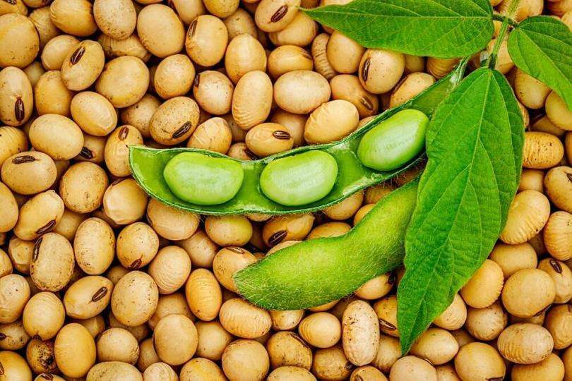 Soy Allergy: Symptoms and Treatment Routes