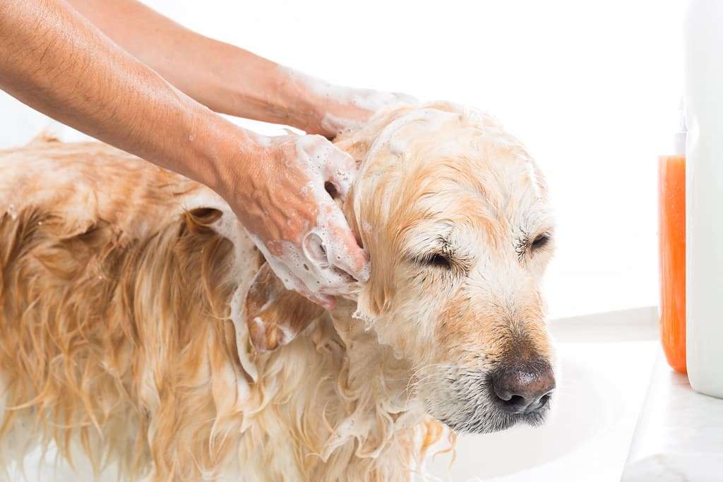 The 7 Best Dog Shampoos For Skin Allergies The Dog People