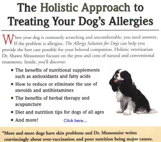The Holistic Approach to Treating Your Dog
