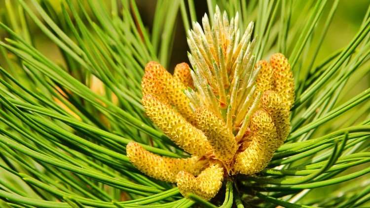 The Pine Pollen Testosterone Connection You Should Know About