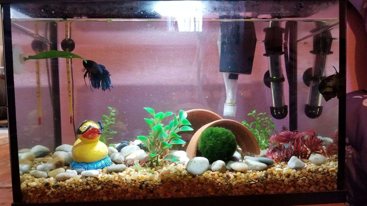 This is my personal betta/snail aquarium. I love my little ...