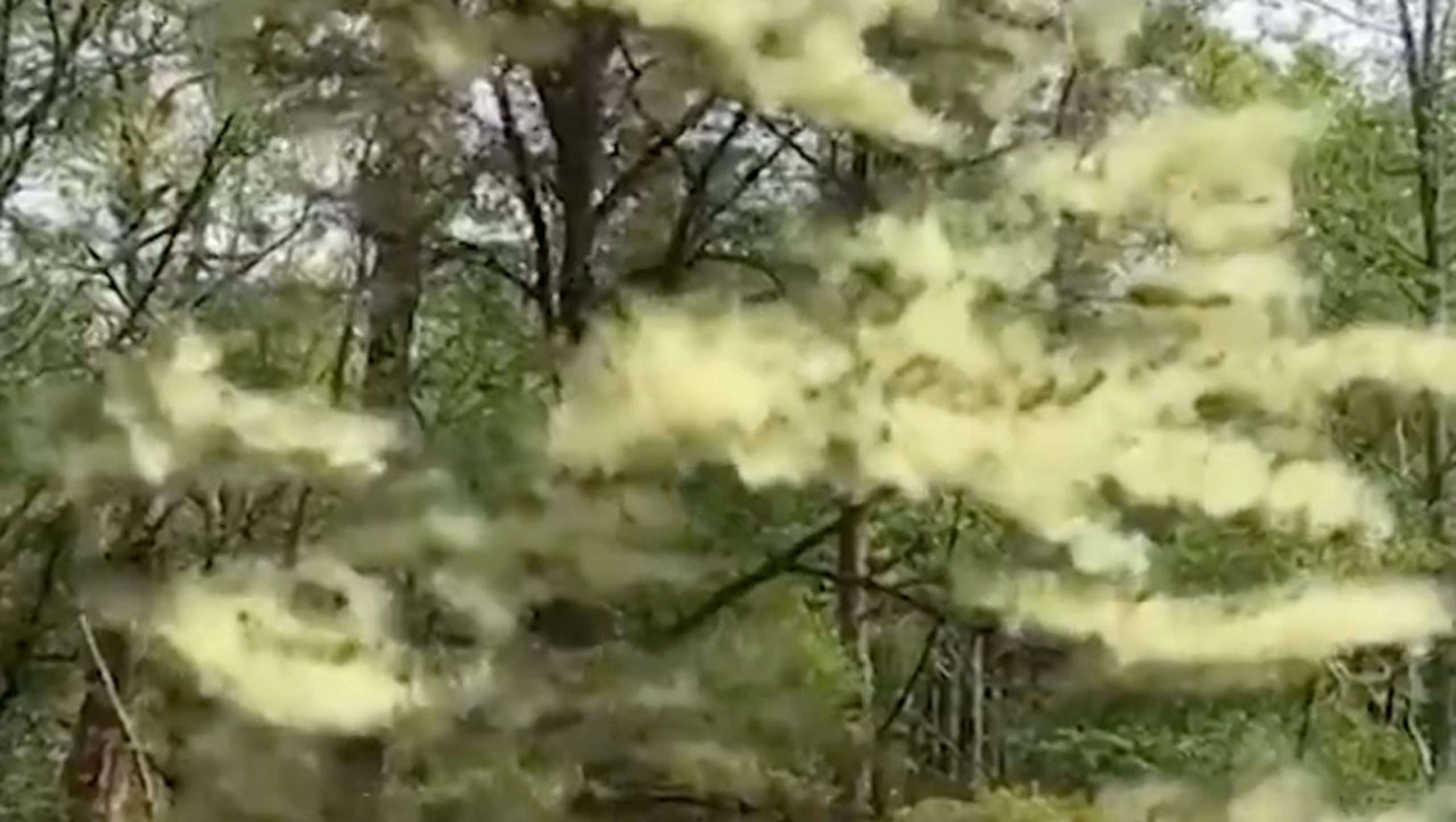 This massive pollen cloud in New Jersey reminds us its allergy season