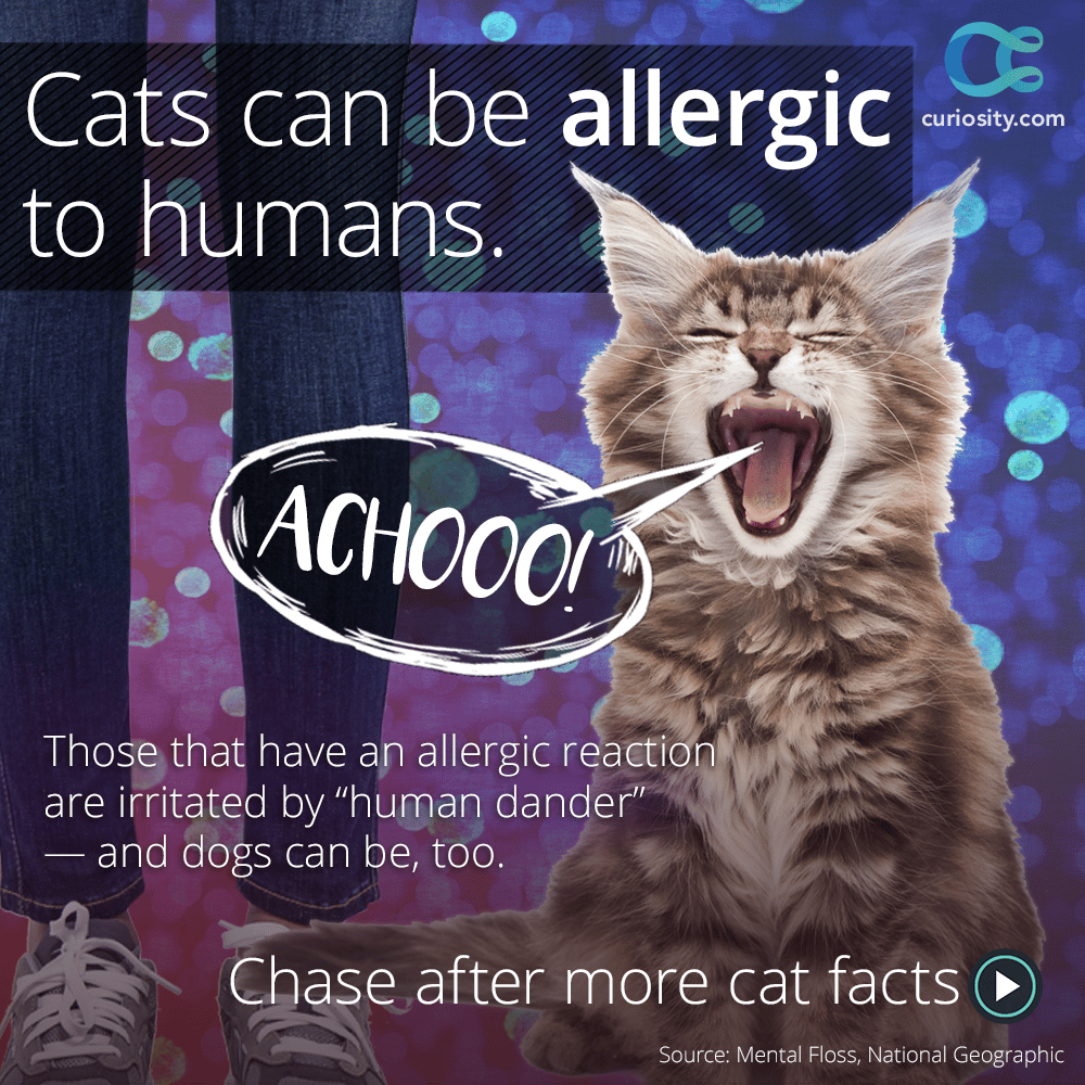 Though the condition is rare, both dogs and cats can have allergic ...