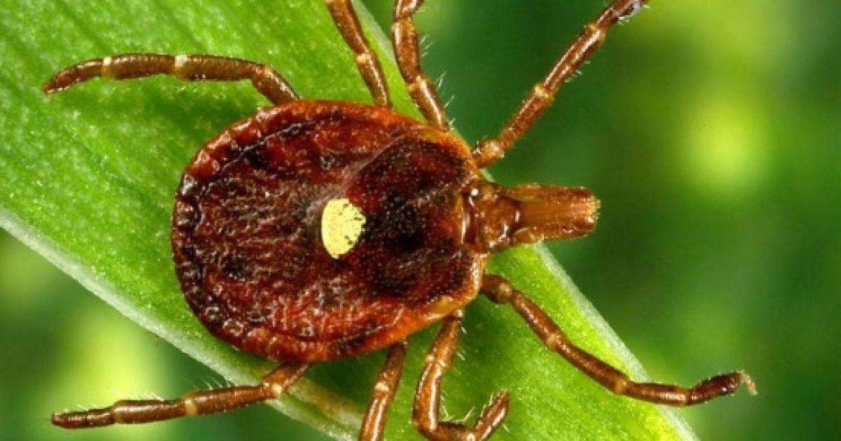 Tick bite can cause meat allergy