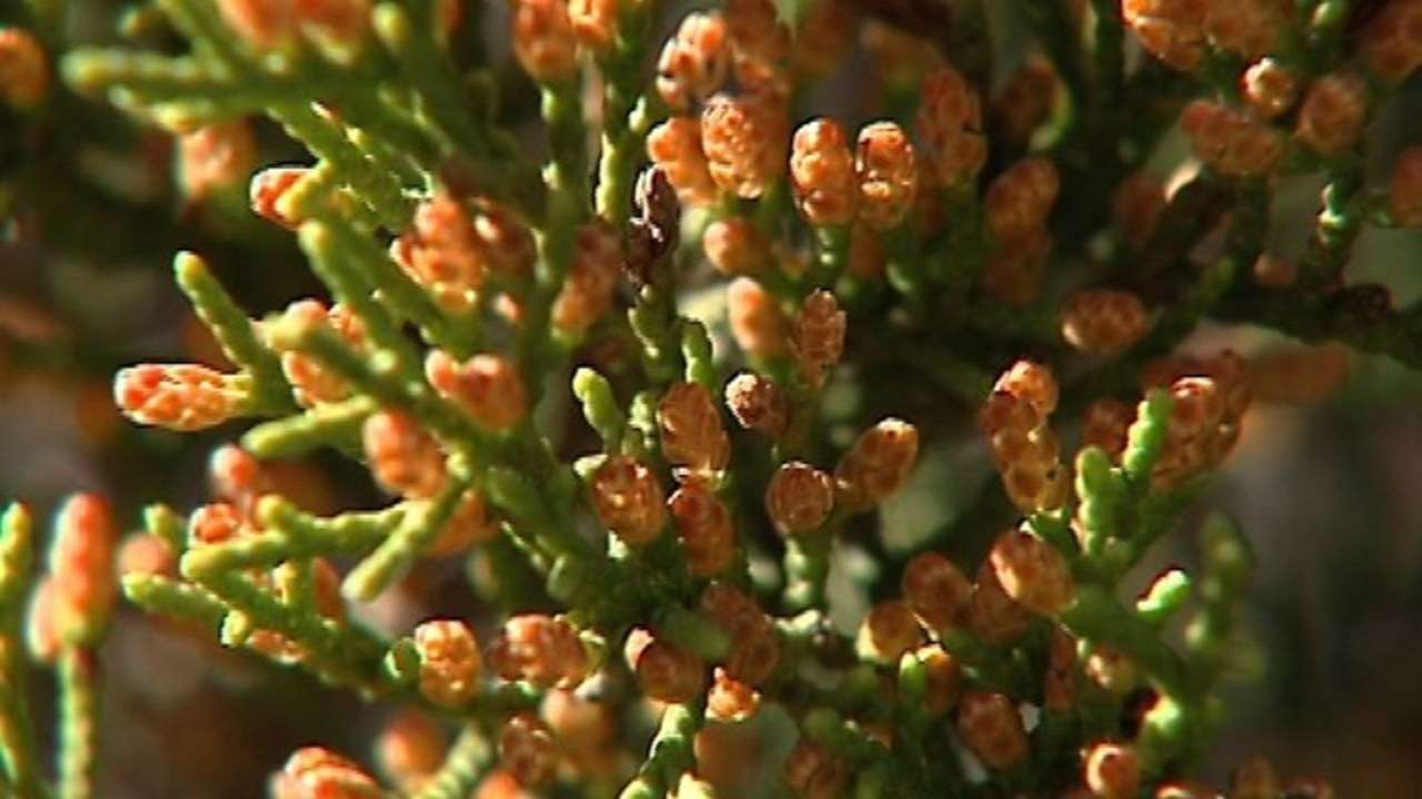 tis the season mountain cedar pollen count rises across