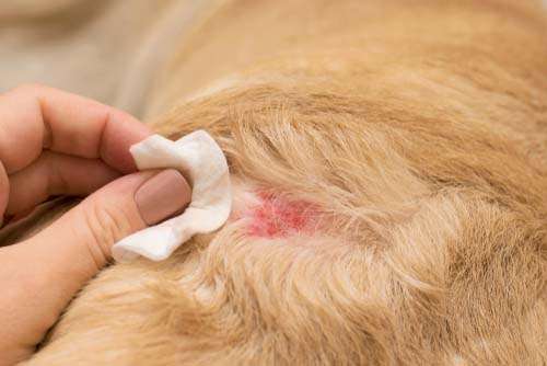 Top 5 Best Itch Relief for Dogs Remedies in 2020 (Itching ...