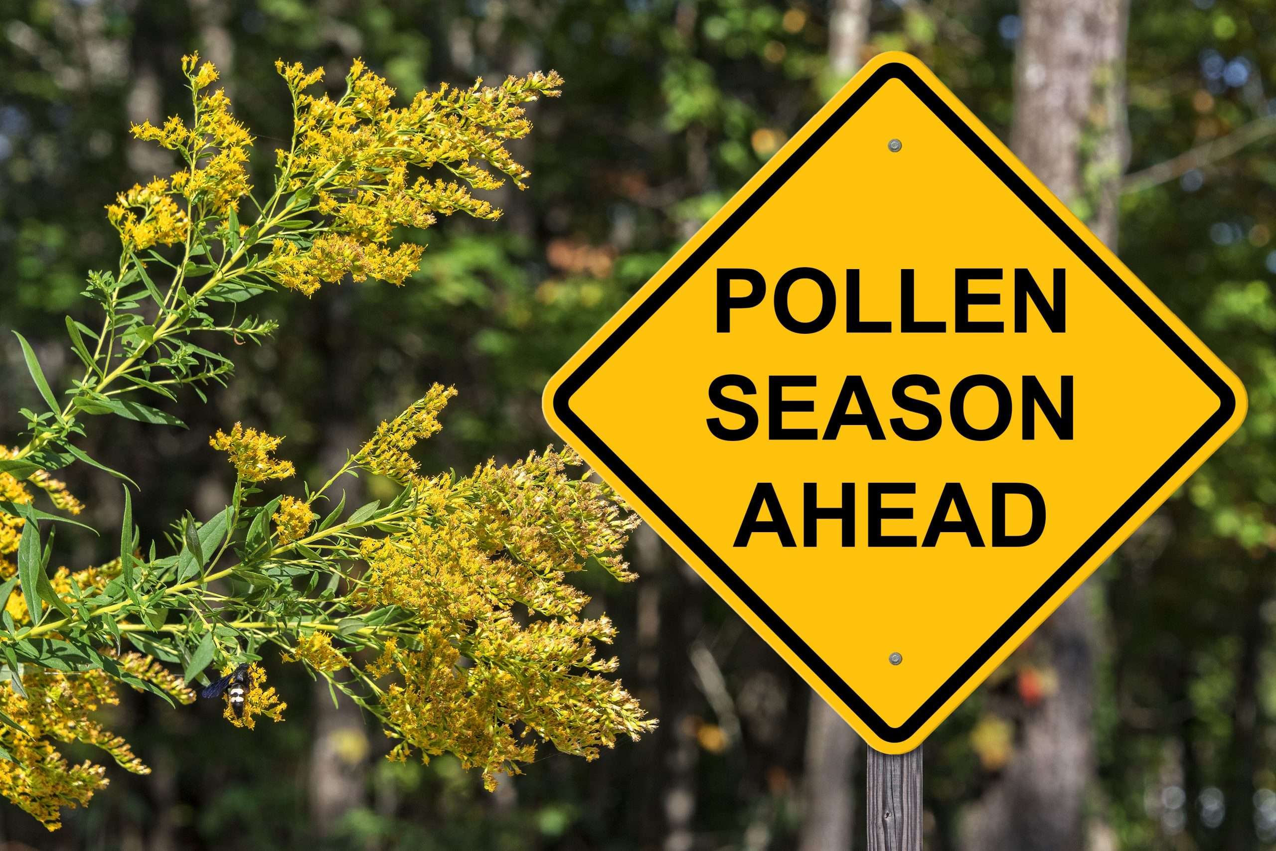 Understanding Tree Pollen Allergies During Spring