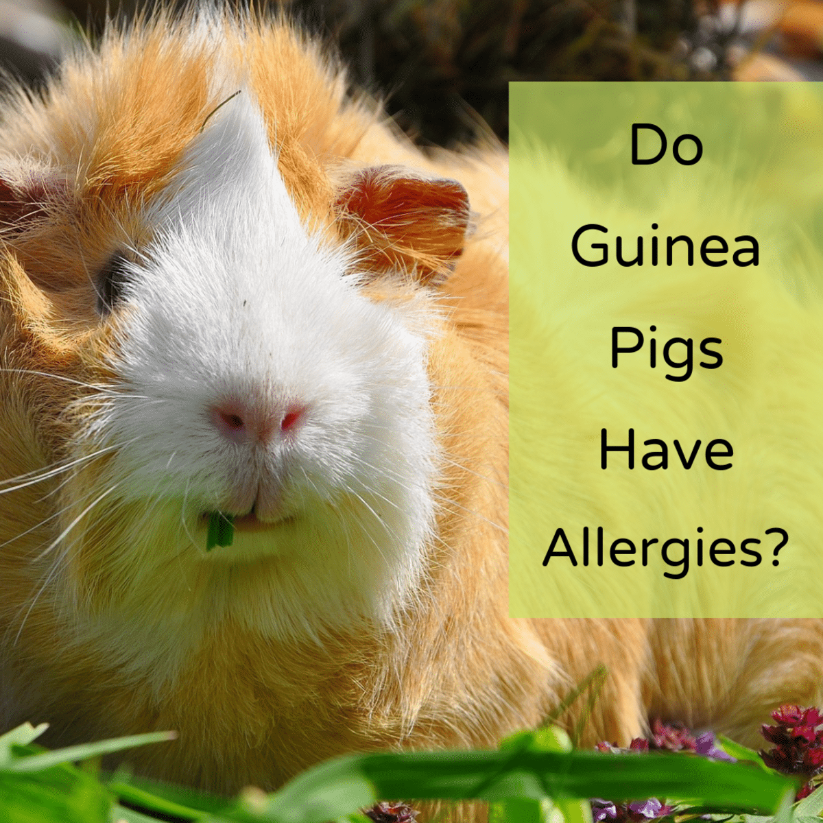 What are Guinea Pigs Allergic To?