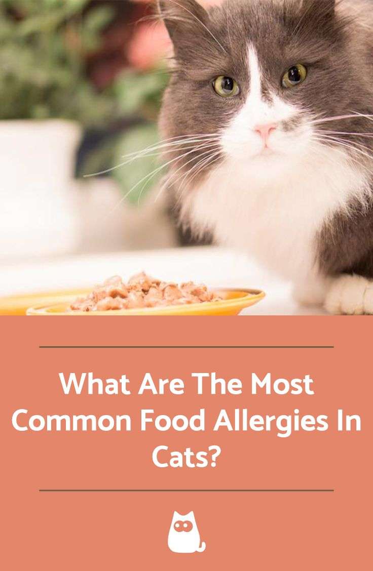 What Are The Most Common Food Allergies In Cats?