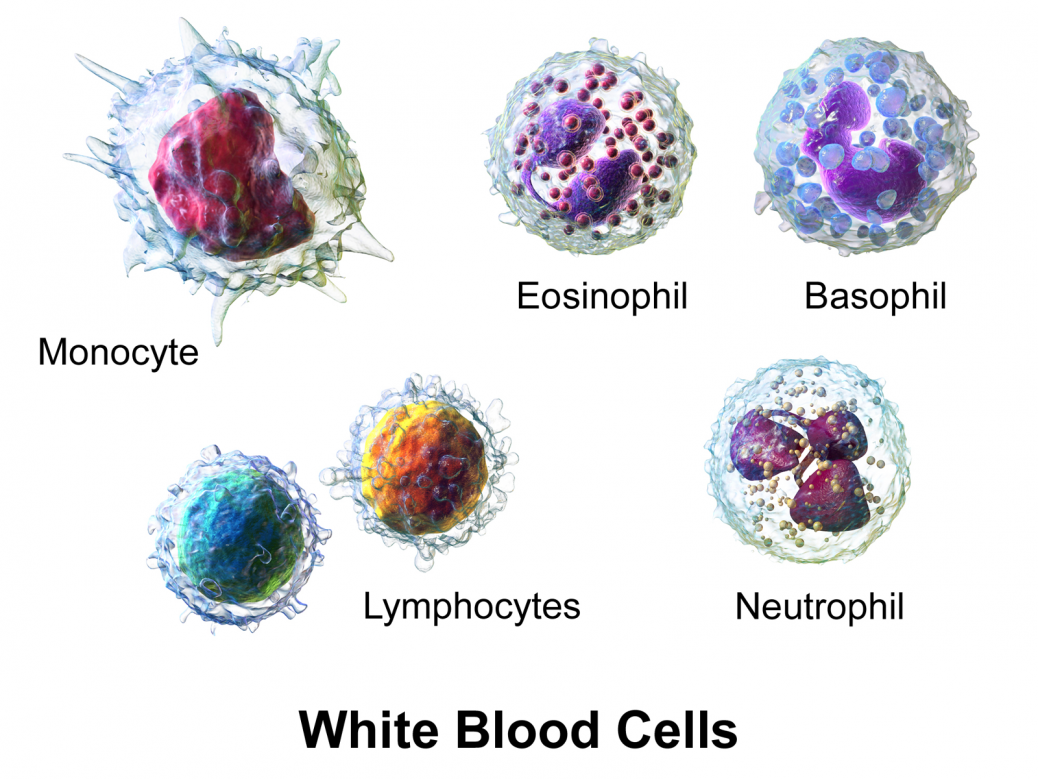 What does it mean if white blood cell count is high ...