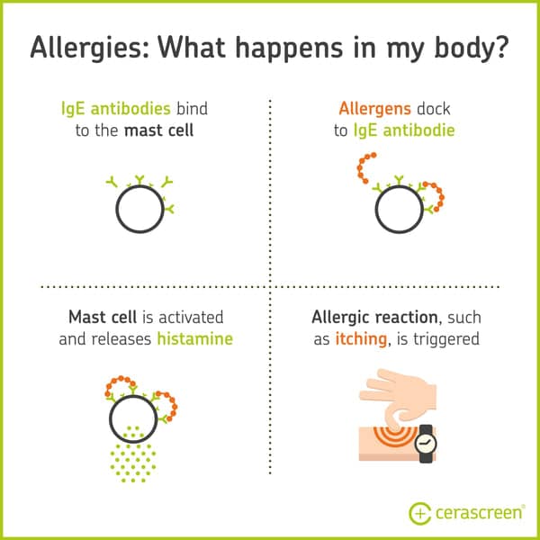 What Is a Food Allergy Vs Intolerance