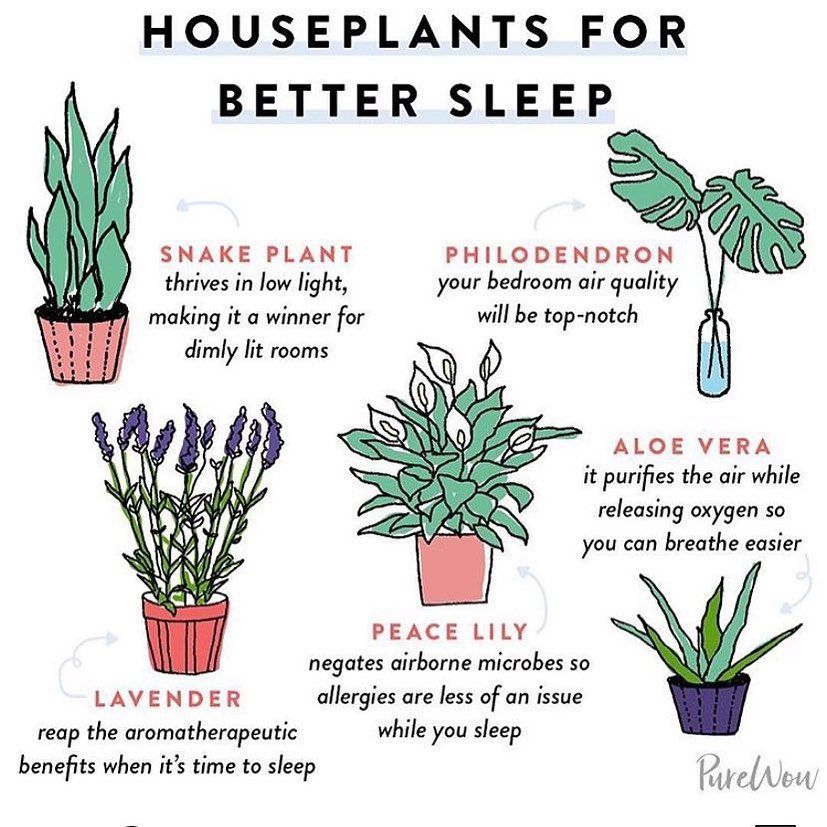 What Plants Help With Allergies
