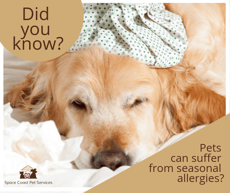 What to Do If Your Dog or Cat Has Allergies in Brevard County, FL ...