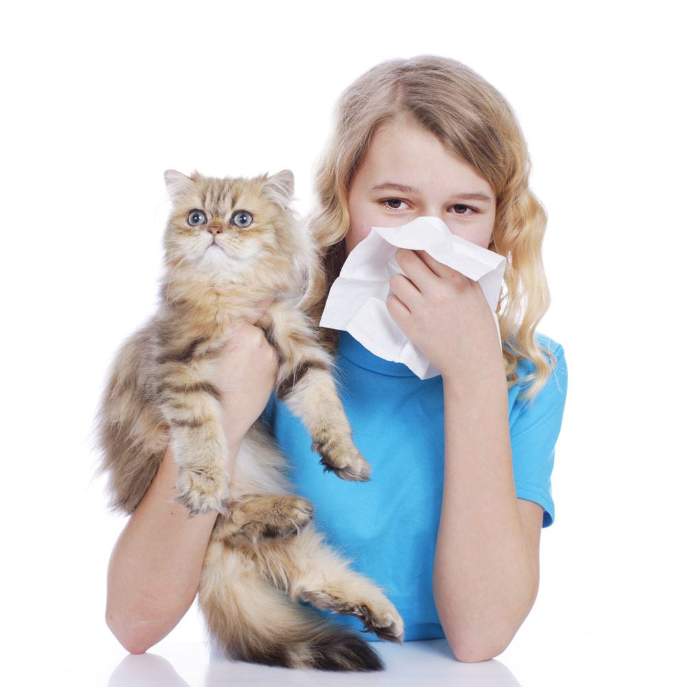 Why Are More People Allergic to Cats than Dogs?