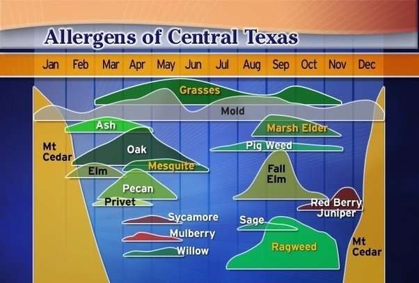 Why does Austin, TX have a reputation for bad allergies ...