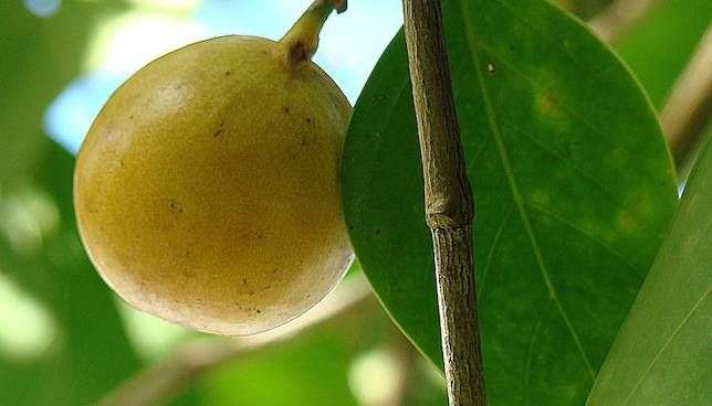 Why manchineel might be Earth