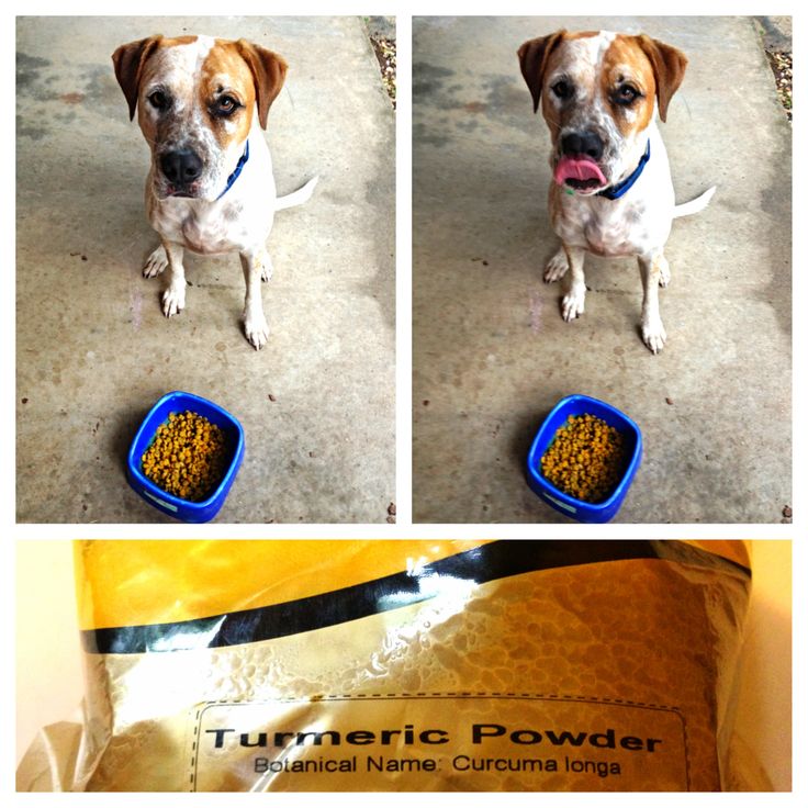 Why you should feed your dog Turmeric (great for itches &  allergies ...