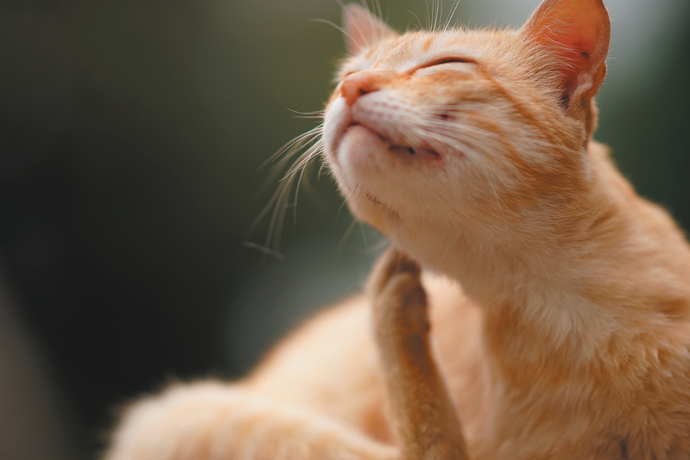 Yes, Cats Cause Allergies. Many Cats Also Suffer From Them.