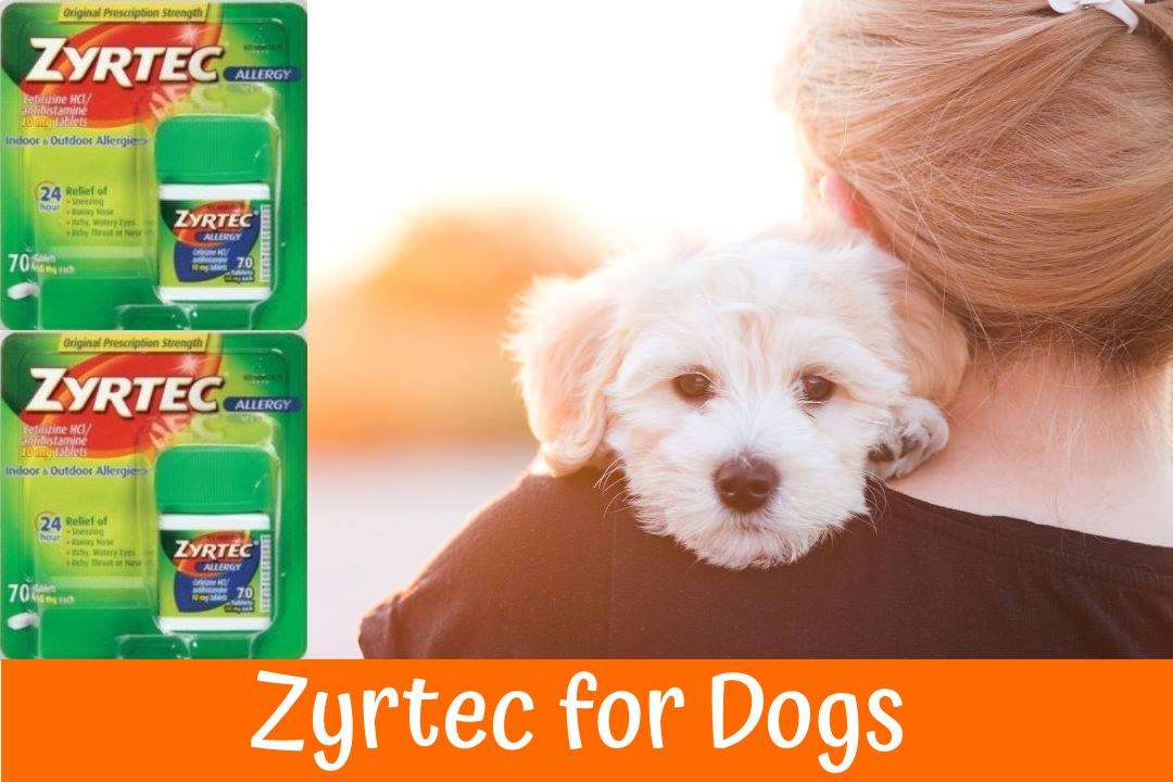 Zyrtec for Dogs, The Best Dog Allergy Medication â A Guide and Review ...